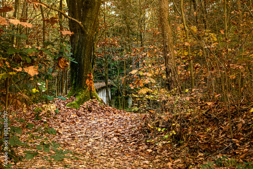 autunno nel bosco 2025- casa nel bosco con colori dell'autunno