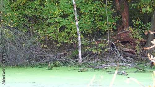 Close view of broken tree branches sticking out in a swamp