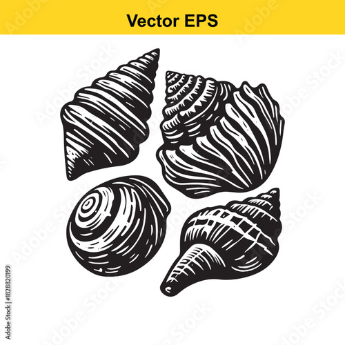 Collection of four detailed black and white seashell illustrations isolated on