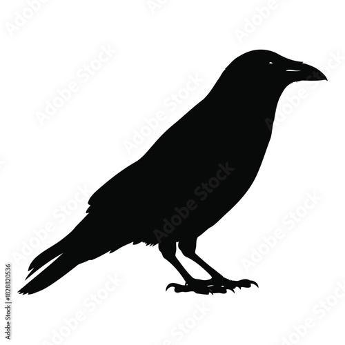 A black crow with dark plumage and intelligent gaze, standing in profile, isolated on