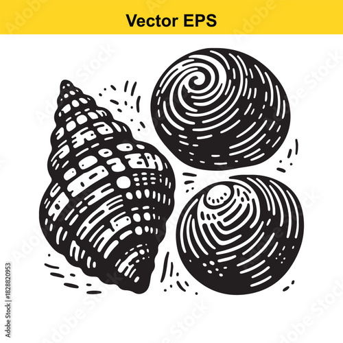 Engraved style illustration of three different sea shells isolated on