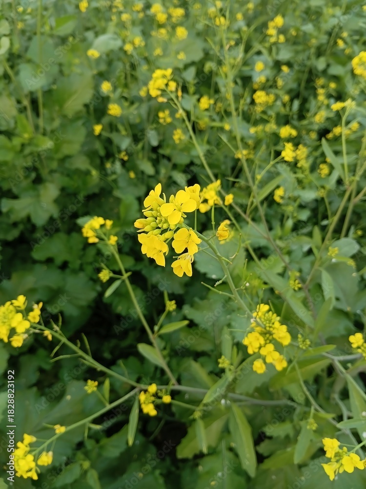 Fototapeta premium yellow flowers in the garden