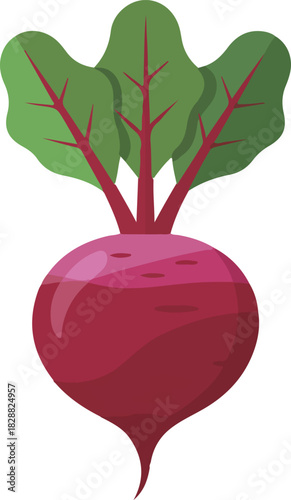 Red beet vector root vegetable with green leaves on top, isolated on a clean transparent background