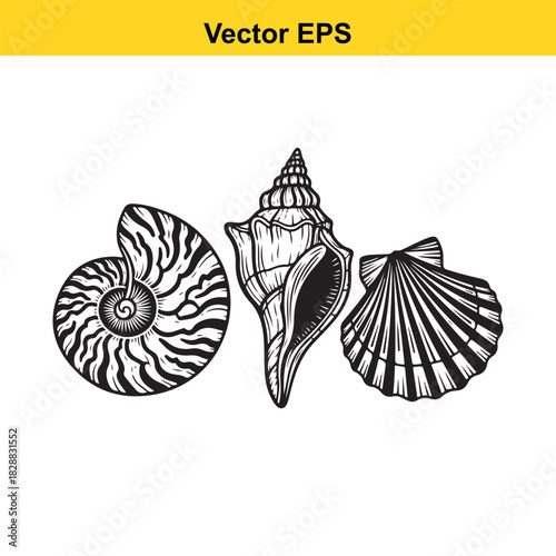 Set of three different seashell types in vintage black and white engraving style