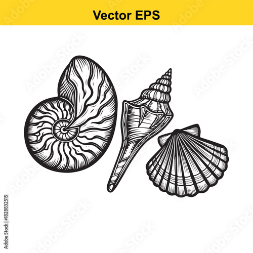 Set of three detailed black and white seashell drawings, isolated on
