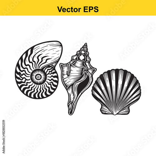 Collection of three detailed black and white seashell vector drawings isolated on