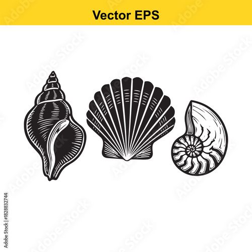 Set of three black and white engraved seashell and nautilus vector icons