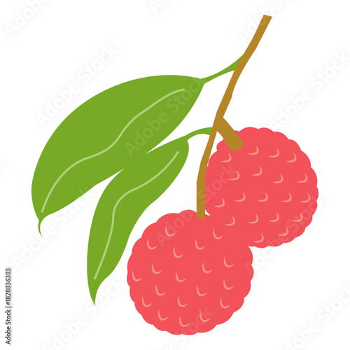 Hand drawn lychee fruit. Exotic summer fruit illustration. Flat vector fruity design for tropical packaging, healthy food label, kitchen decor.	
