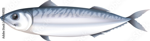 fish isolated on white background