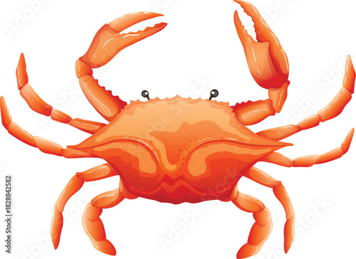 crab isolated on white background