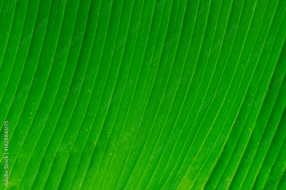 Obraz premium close up on green banana tree leaf as background