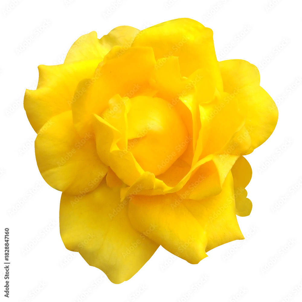 custom made wallpaper toronto digitalyellow rose on white background