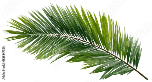 Palm leaf isolated. green coconut palm branch on isolated on transparent background
