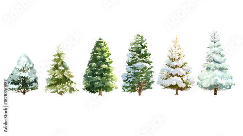 Evergreen Trees in Snow and Green  isolated on white background