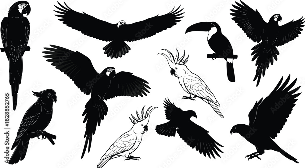 Naklejka premium Set of tropical bird black silhouettes and outlines, macaw, toucan, eagle and cockatoo vector illustration collection for zoo logo or wildlife design.