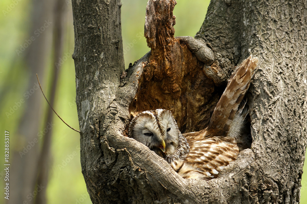 Obraz premium Strix uralensis owl with pale brown streaks and wide rounded wings