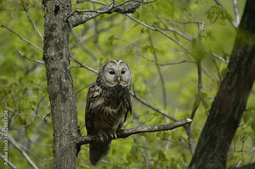 Принти на полотні Strix uralensis perched forest owl with dark eyes and soft plumage