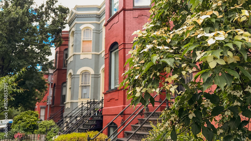 Fotografie Flowering tree in front of red brick townhomes in Washington D.C.