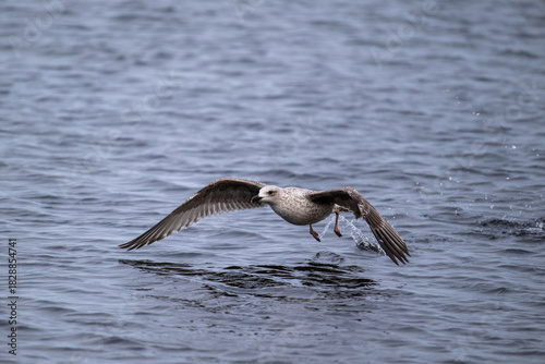Silbermöwe startet schwerfällig, läuft über das Wasser bist sich erhebt