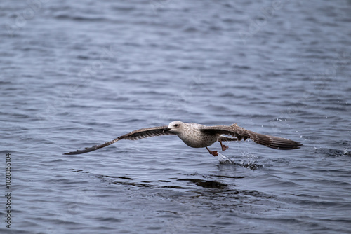 Silbermöwe startet schwerfällig, läuft über das Wasser bist sich erhebt