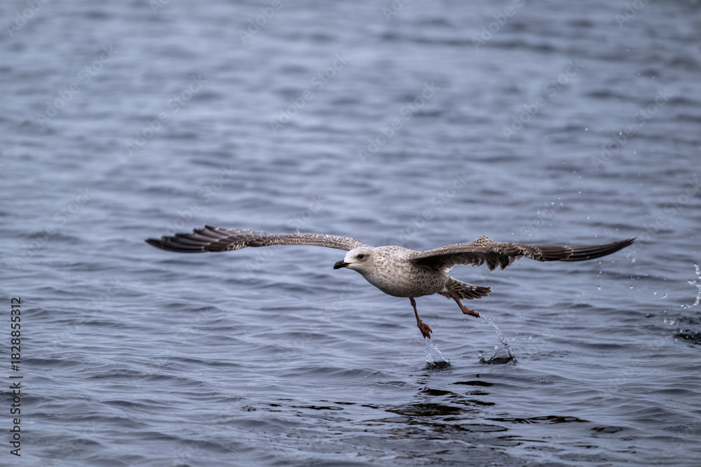 Fototapeta premium Silbermöwe startet schwerfällig, läuft über das Wasser bist sich erhebt