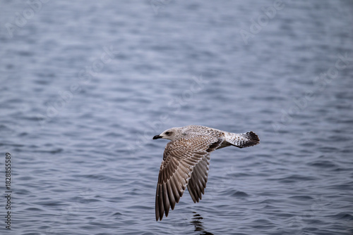 Silbermöwe startet schwerfällig, läuft über das Wasser bist sich erhebt