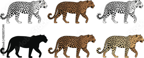 Leopard illustration set, animal poses, silhouette and color variations, wild cat artwork, spotted feline, realistic and stylized design