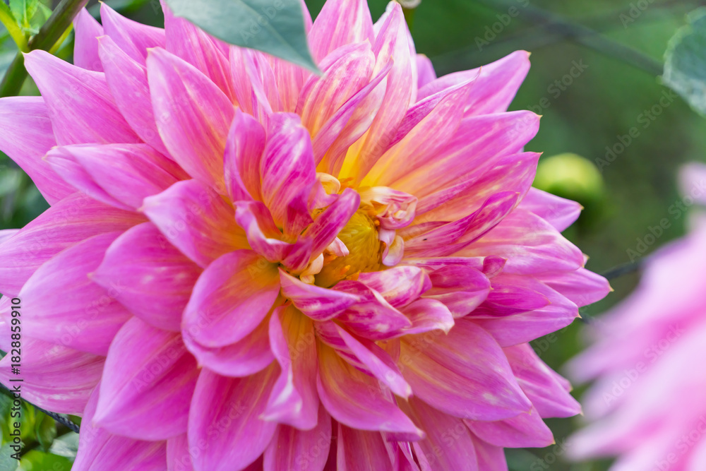 Fototapeta premium 輝くようなピンクと黄色のダリアの花のクローズアップ