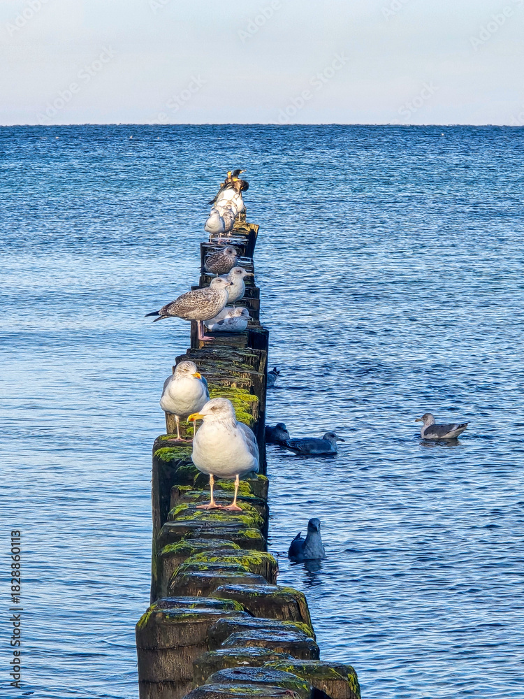 Fototapeta premium group of seagulls perches peacefully on a moss-covered breakwater stretching into the calm blue sea under a clear sky, evoking a serene coastal atmosphere