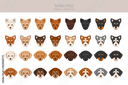 Shiba Poo (Poo Shi) clipart. Shiba Inu Poodle mix. Different coat colors set.  Vector illustration