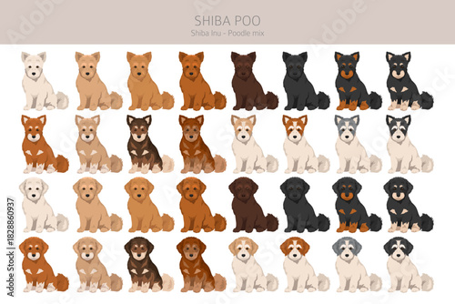 Shiba Poo (Poo Shi) clipart. Shiba Inu Poodle mix. Different coat colors set.  Vector illustration