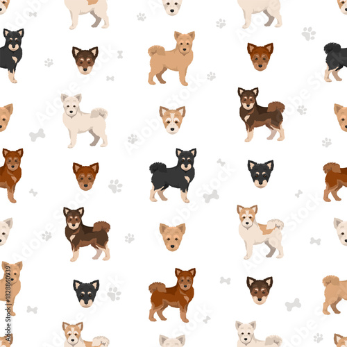 Shiba Poo (Poo Shi) clipart. Shiba Inu Poodle mix. Different coat colors set.  Vector illustration