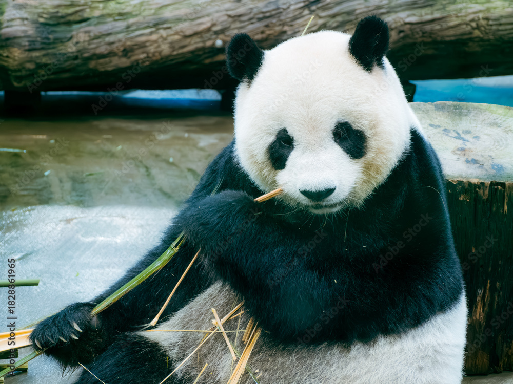Obraz premium 台北市立動物園