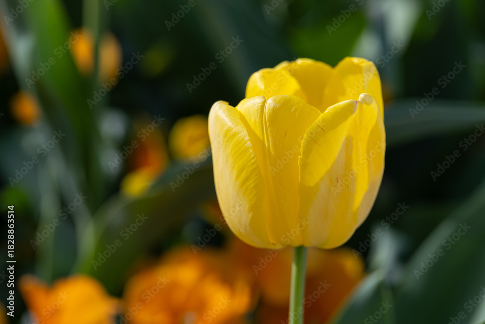 Naklejka premium Bright yellow tulip
