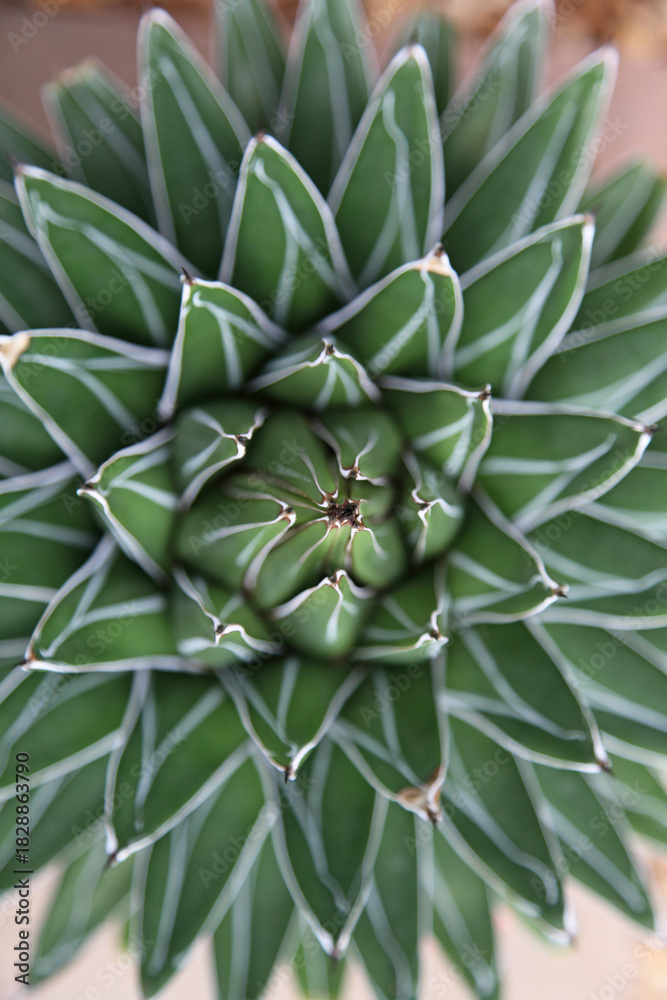 Obraz premium Macro image of Royal Agave foliage, Birmingham England 