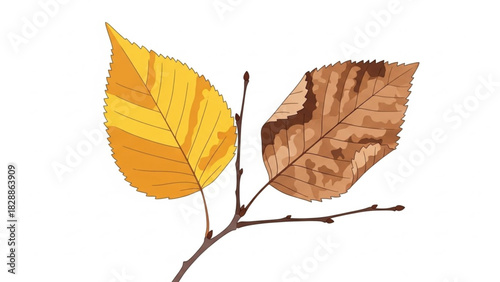 Stunning autumn leaves in gold and brown hues on a delicate branch bring seasonal warmth and beauty to your designs, perfect for nature themes