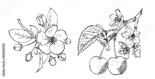 Cherry set. drawn berry isolated on transparent background. Summer fruit engraved style illustration. Great for label, poster, print.	