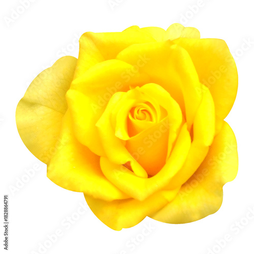 Wallpaper Mural yellow rose on white background Torontodigital.ca