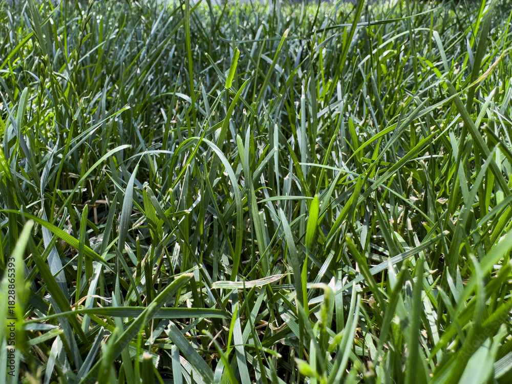 Obraz premium Close-up view of fresh green grass and low-growing ground cover plants