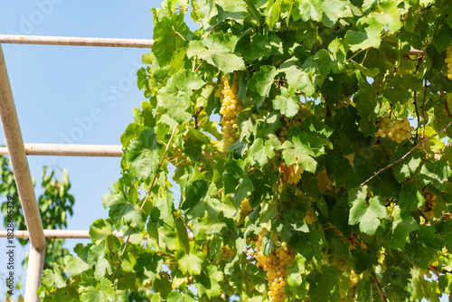 Fotografie Green Grapes Hanging on Vine