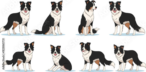 Detailed Border Collie Dog Vector Illustration Set in Various Poses (Sitting, Standing, Relaxing) Showing the Black, White, and Tan Coat Pattern for Pet Graphics.