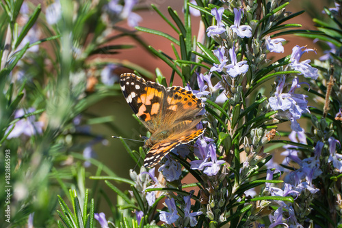 Fotografie a vanessa cardui butterfly rests on blooming rosemary flowers amid dense green leaves