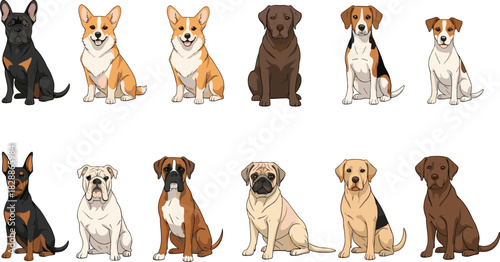 Diverse Dog Breeds Flat Vector Illustration Set Featuring Popular Canines Like Corgi, Labrador, Beagle, and Boxer for Pet Shop and Animal Clinic Graphics.