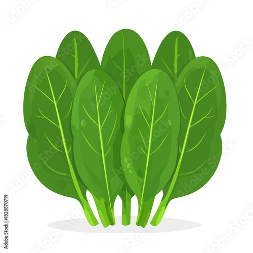 Japanese spinach isolated on white 