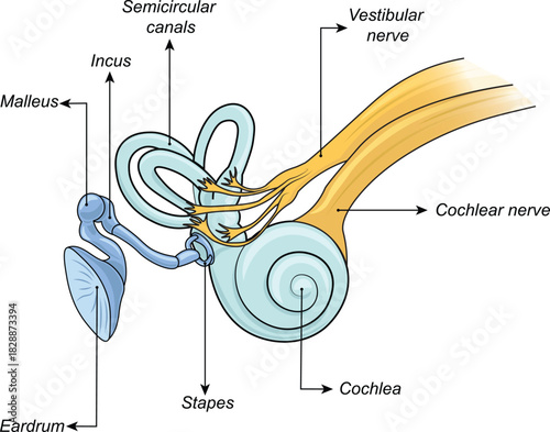 Human Ear Anatomy – Inner & Middle Ear with Cochlea and Ossicles, Vector Diagram