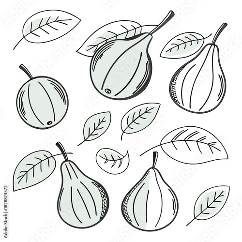 Assortment of Pears and Leaves in a Hand- Drawn Style fruit food
