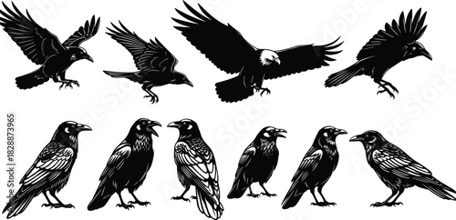 Black bird silhouette collection, raven and crow vector set, flying eagle illustration, gothic animal symbols for halloween, nature, and tattoo design elements