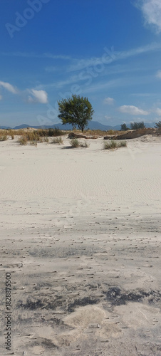  dunes and trees on the beach
