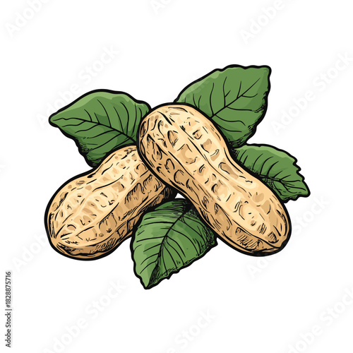 peanuts and leaf