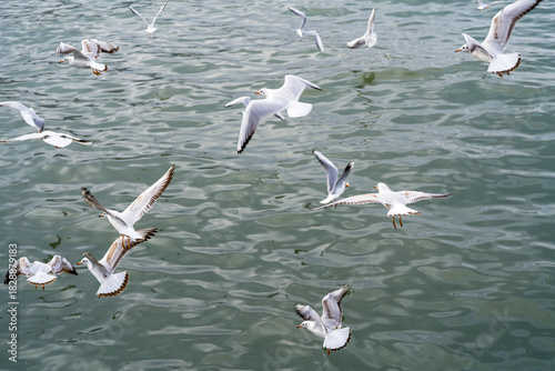 Seagulls in Flight Over Calm Sea Water: Free-Flying Coastal Birds